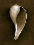 Graceful Fig Shell 2