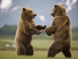 Grizzly Bears Sparring at Hallo Bay in Katmai National Park