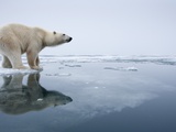 Polar Bear on Melting Ice  Svalbard  Norway