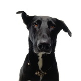 Black dog