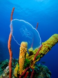 Moon Jellyfish near Coral Reef