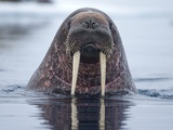 Walrus swimming