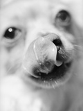 Dog Licking Its Nose