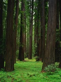 Redwood Forest