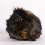 Black and tan Guinea pig