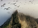 Cloud covers a sea bird rookery high on a sea stack cliff