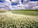 Daisies Covering a Field Under Cloudy Skies