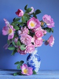 Complicata and Felicia Roses