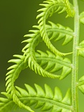Cinnamon Fern (Osmunda Cinnamomea) Detail of Emerging Fronds  Lively  Ontario  Canada