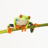 Tree frog on stem