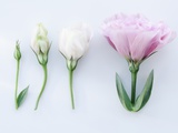 Flower growth