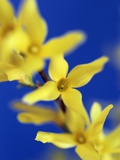 Forsythia flowers