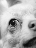 Eye of Chihuahua