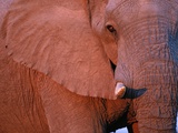 Bull Elephant by Setting Sunlight