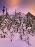 Snow Covered Trees at Lake Louise  Banff National Park  Alberta Canada