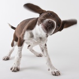 German shorthaired pointer shaking ears