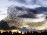 Large flock of European starlings in flight at sunset