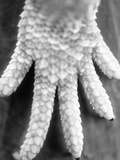 Reptile's Feet