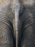 Tail of an African Elephant