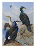 A Painting of Several Species of Cormorant Seated on Rocks