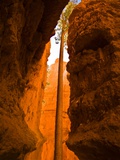 Tall tree growing in canyon