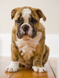 Bulldog puppy