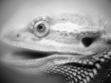 Side of Iguana's Face