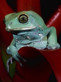 Monkey Tree Frog