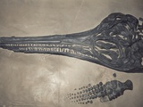 Head of a Jurassic Icthyosaur Fossil