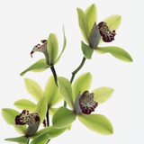 Green Orchid