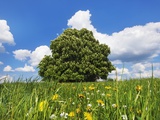 Horse chestnut tree