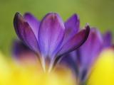 Crocus