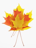 Fall Colored Maple Leaves