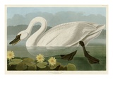 Common American Swan
