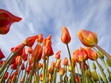 Sunrise on tulips and windmill  Woodburn  Oregon
