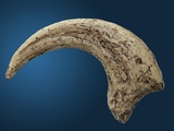 Sickle shaped talon of a Velociraptor