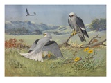 A Painting of a White-Tailed Kite and Two Mississippi Kites