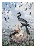 Wood ibises and American anhingas nest close together
