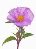 Purple Rock rose