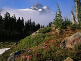 Blooming Indian Paintbrush at Mt Jefferson