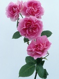 Trevor Griffiths Roses