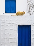 Cat on Wall of Typical Building  Hora  Mykonos Island  Cyclades  Greece