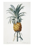 Bromelia ananas