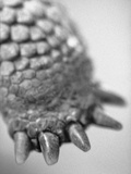 Turtle's Foot