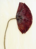 Papaver