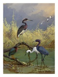 Various herons feed in shallow water