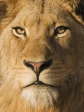 Close up of male lion