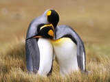 Mating King Penguins (Aptenodytes Patagonicus) Volunteer Point  Falkland Islands  Southern Atlantic