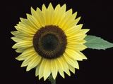 'Vanilla Ice' Sunflower