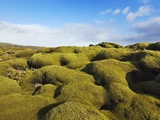 Moss landscape over lava field